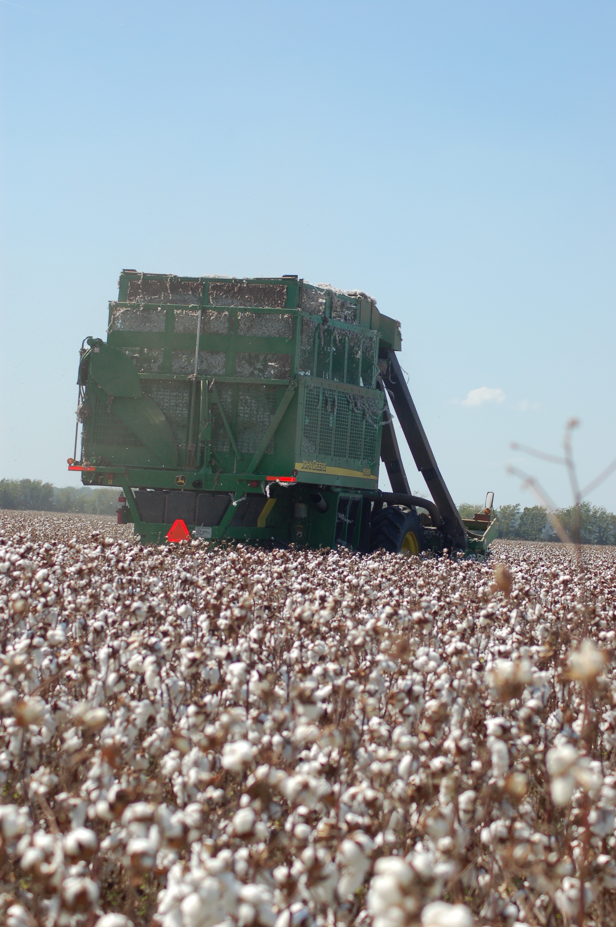 harvesting cotton