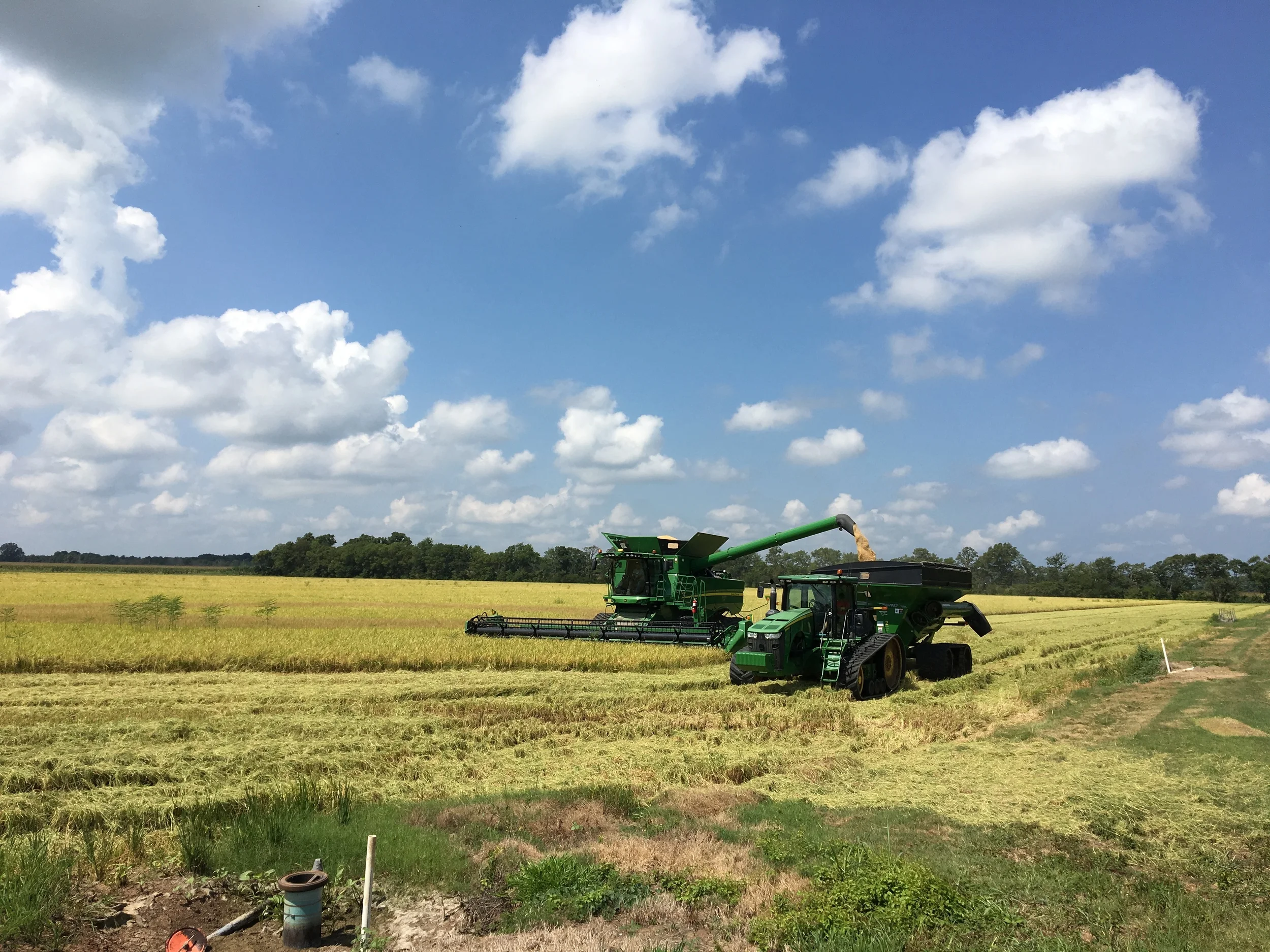 first hopper full of rice in 2016