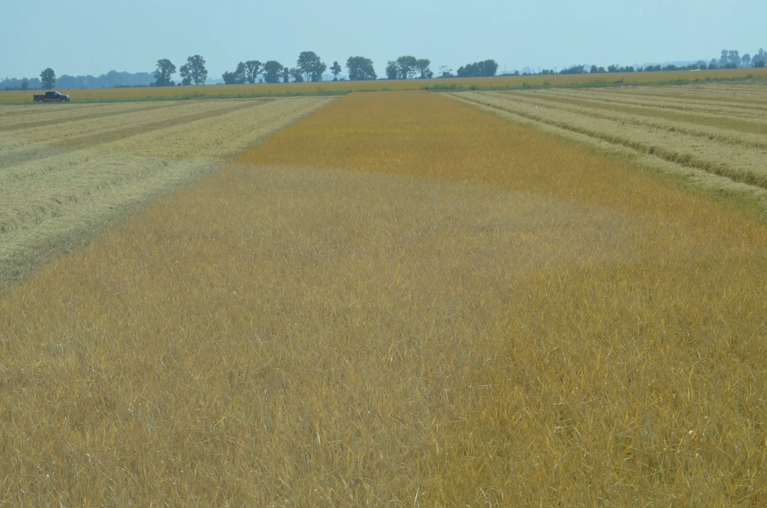 taken from the cab of a combine harvesting a zero-grade rice field