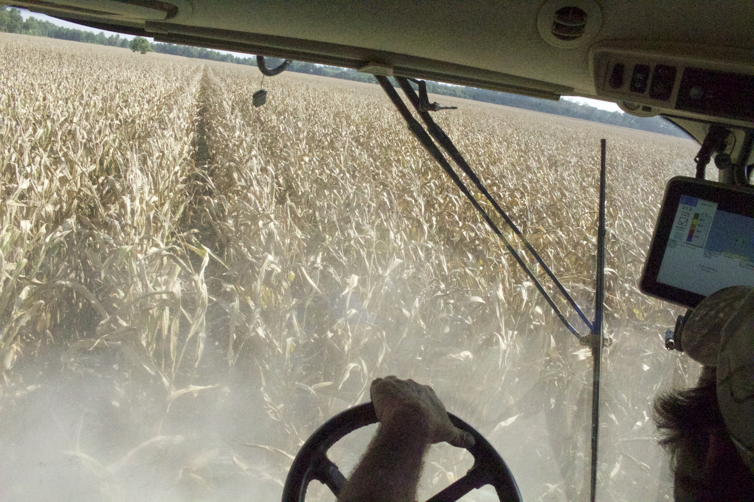 from the cab of a combine harvesting corn