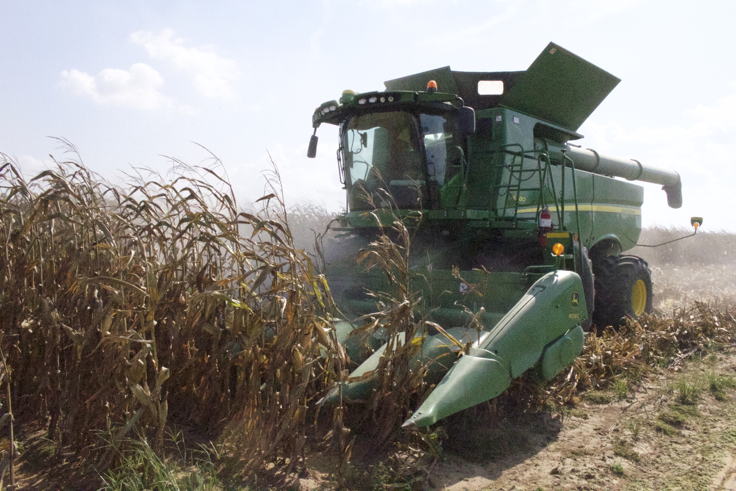 a combine harvesting corn