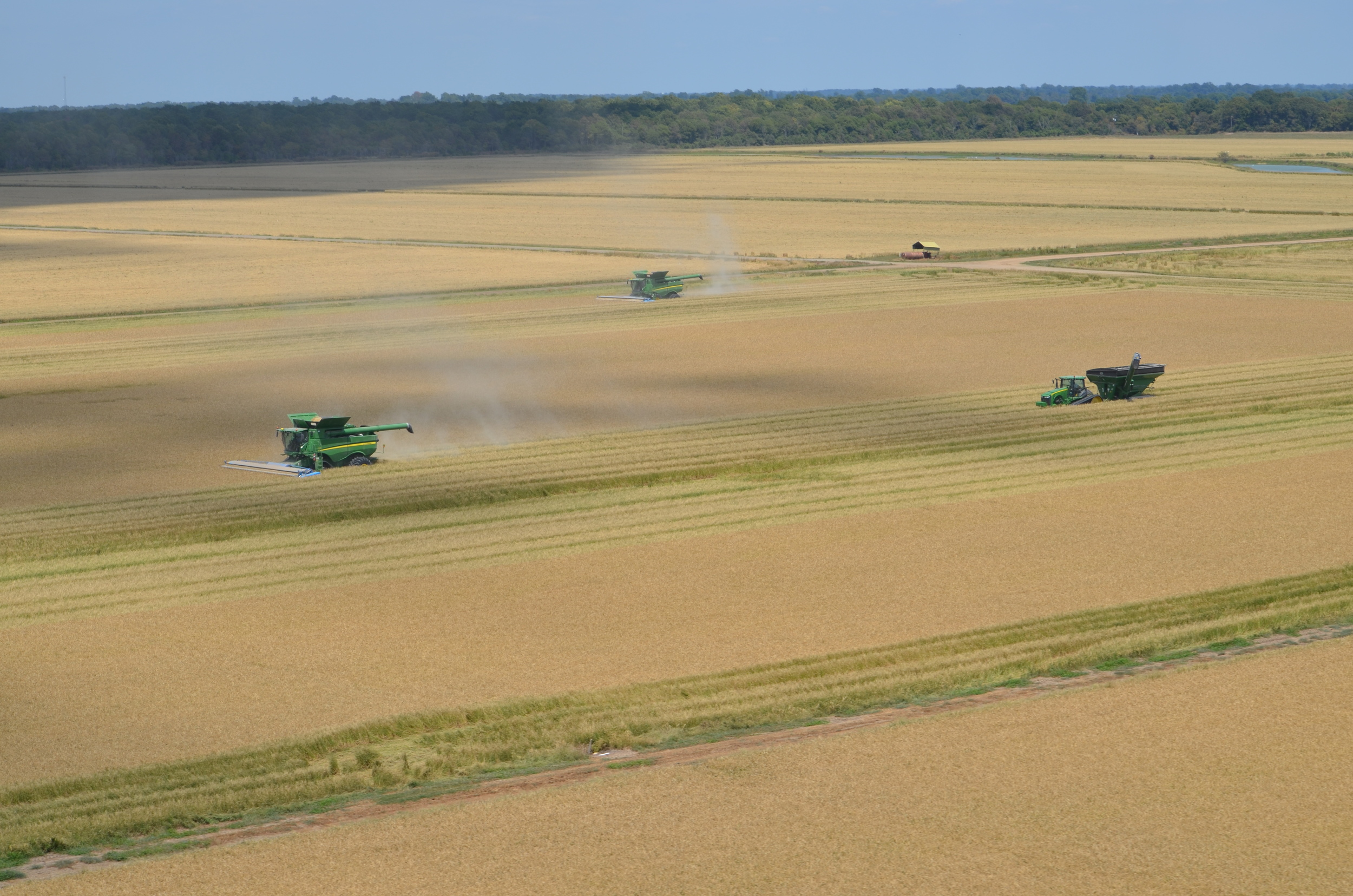 rice harvest