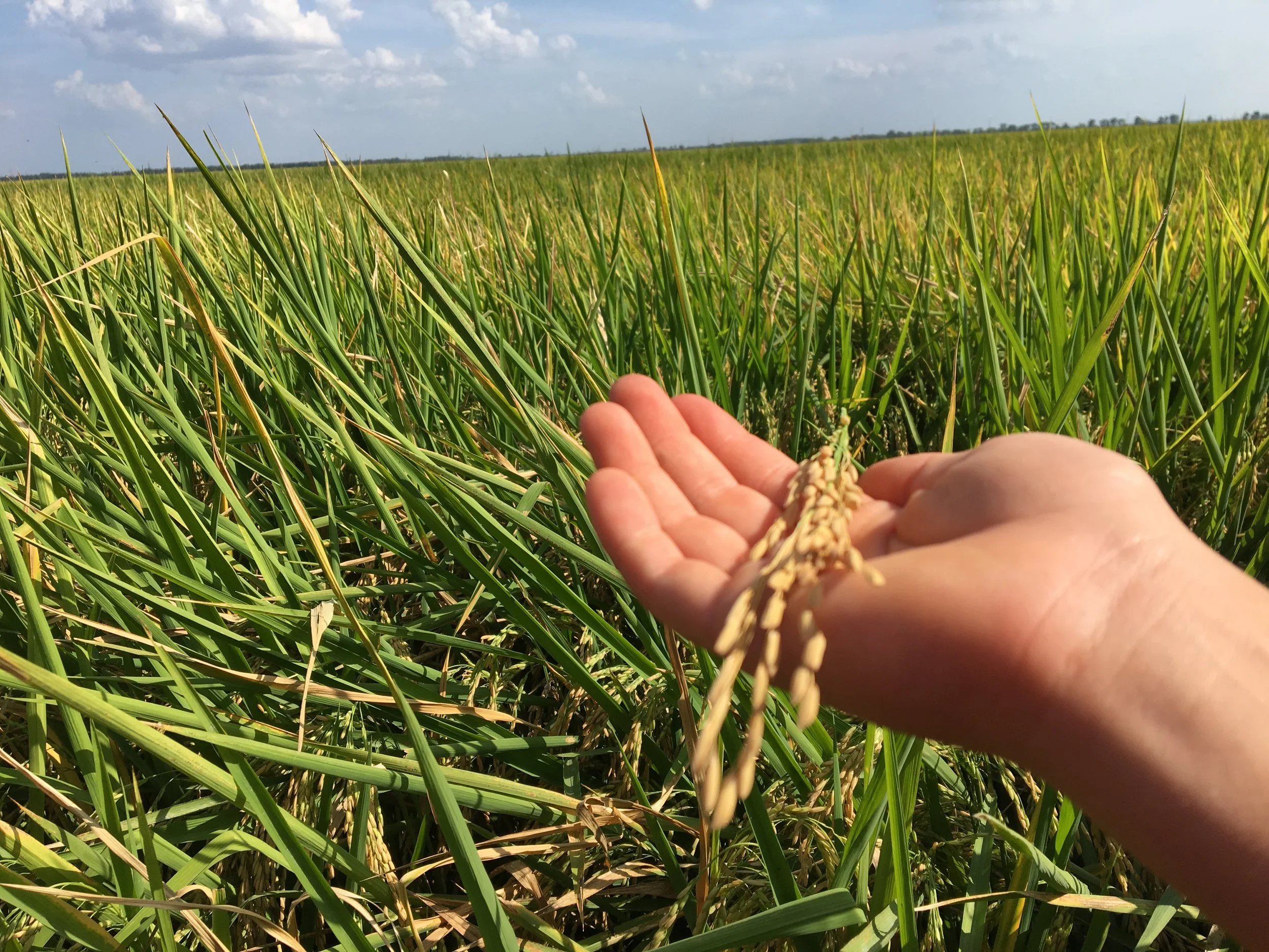 The-most-sustainable-rice.jpg