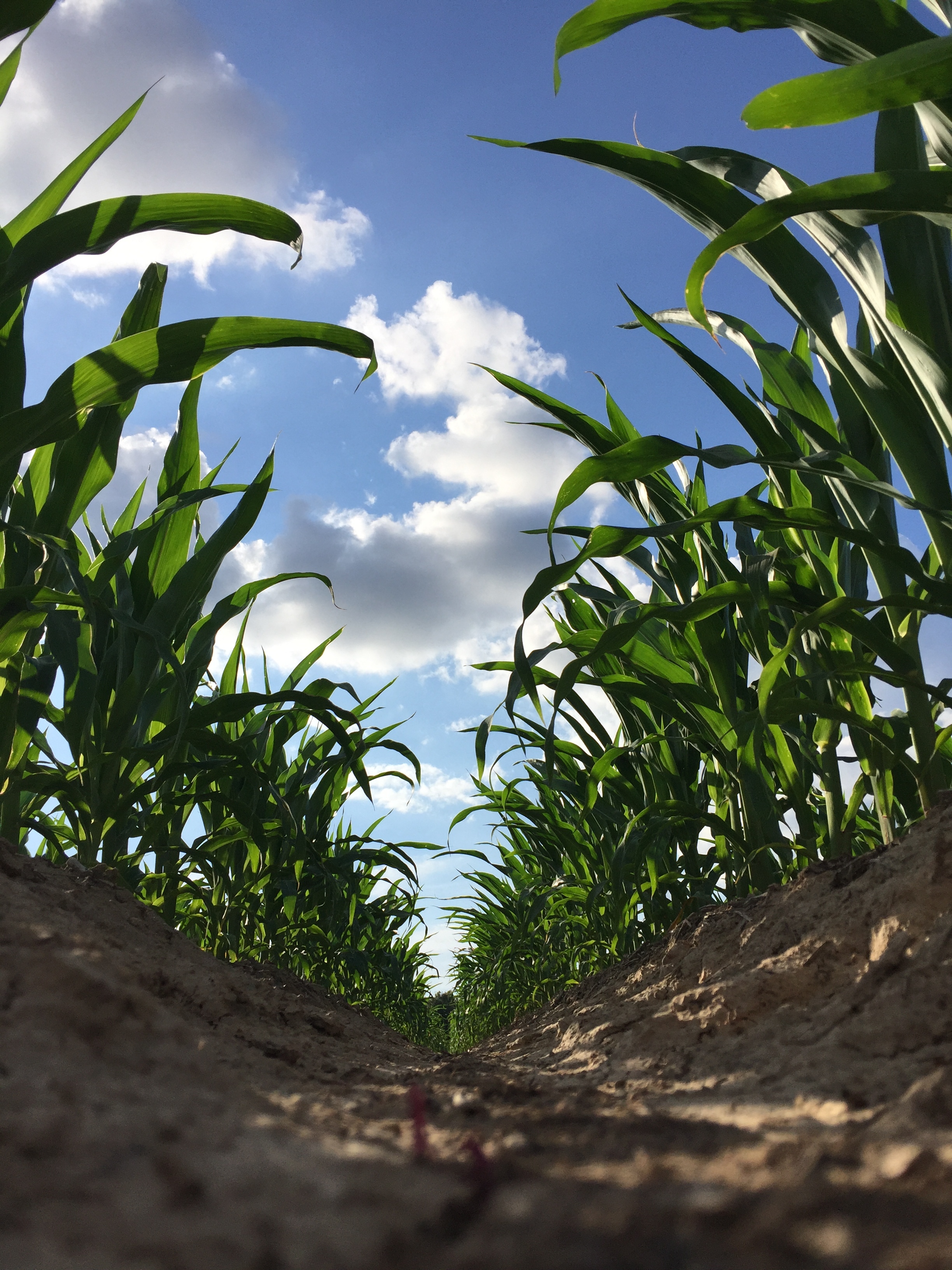 a congenitally grown corn crop photo credit: Morgan Baugh