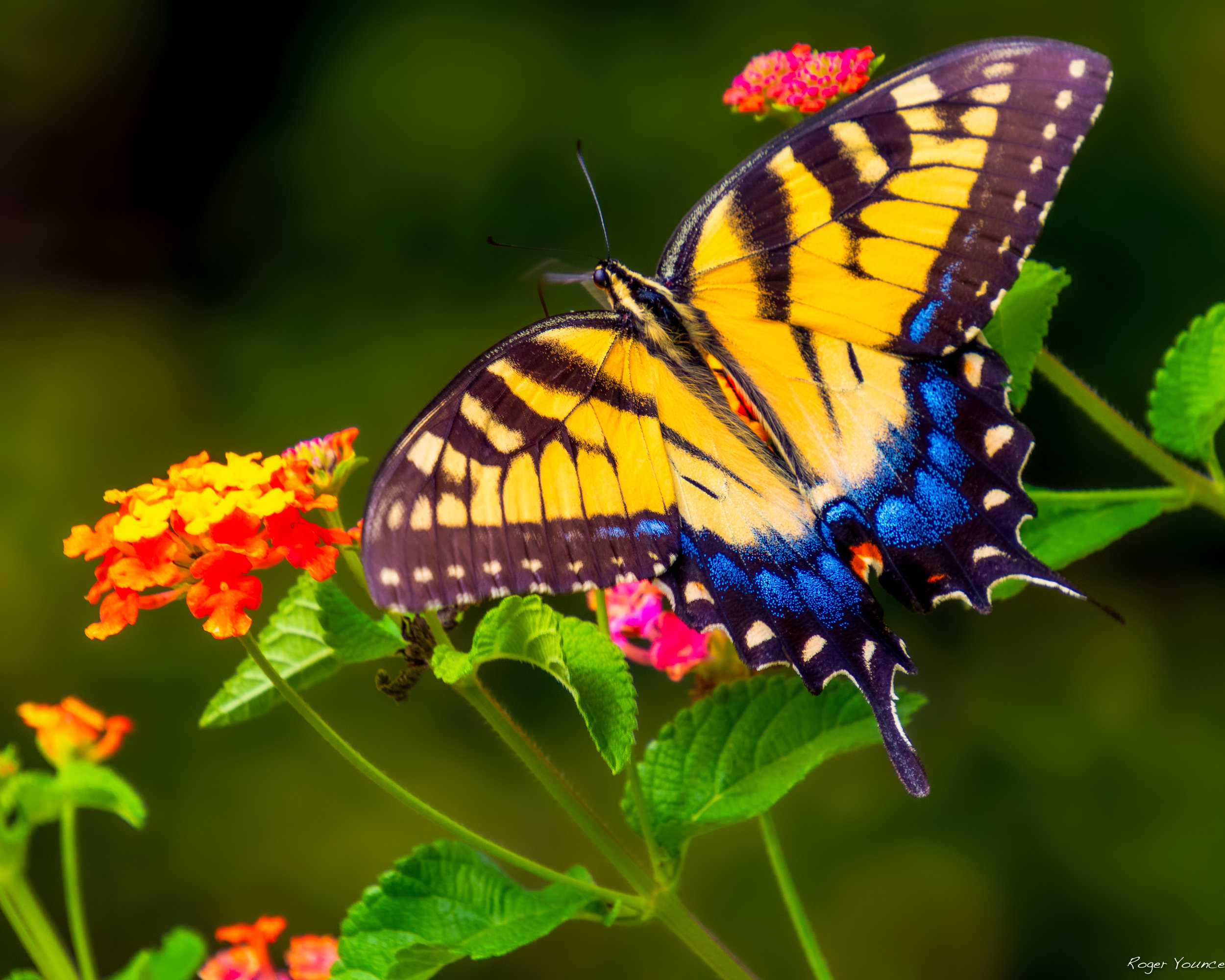 Morning Butterfly.jpeg