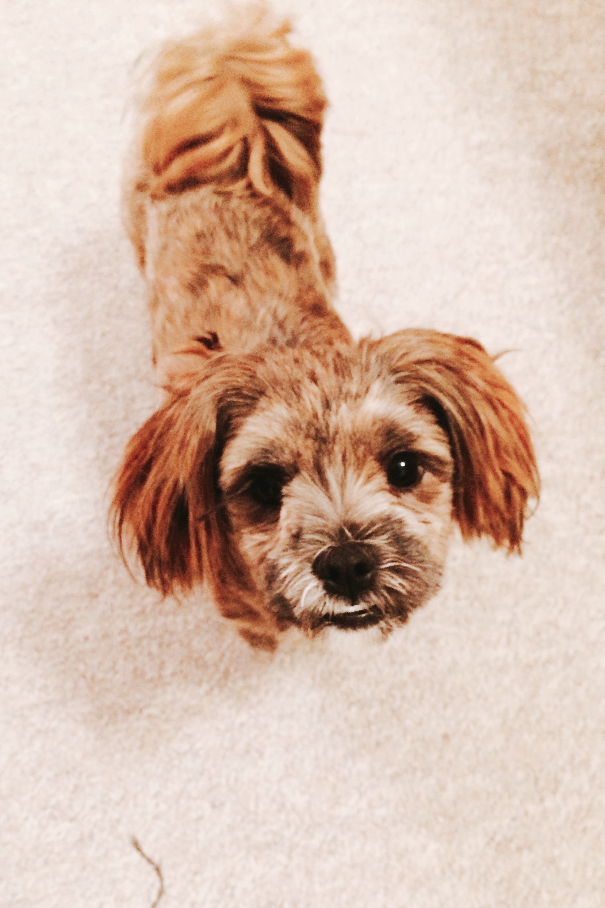 Of Puppies, Prayer, and Expectation 