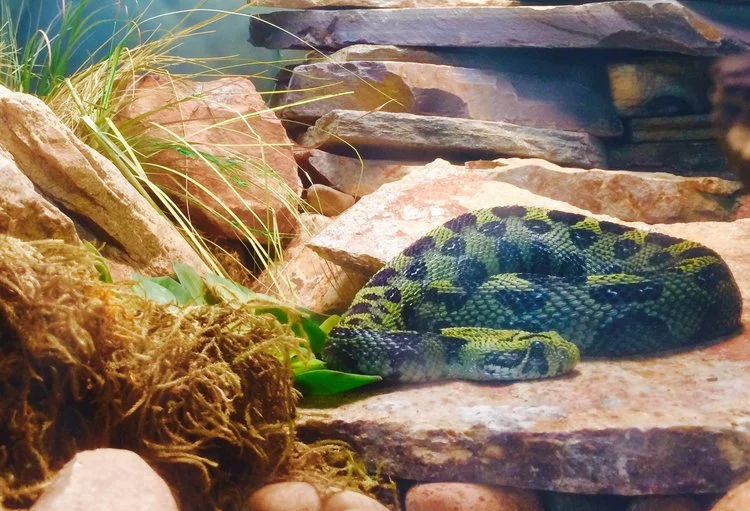 Ethiopian Mountain Adder as seen at the San Diego Zoo