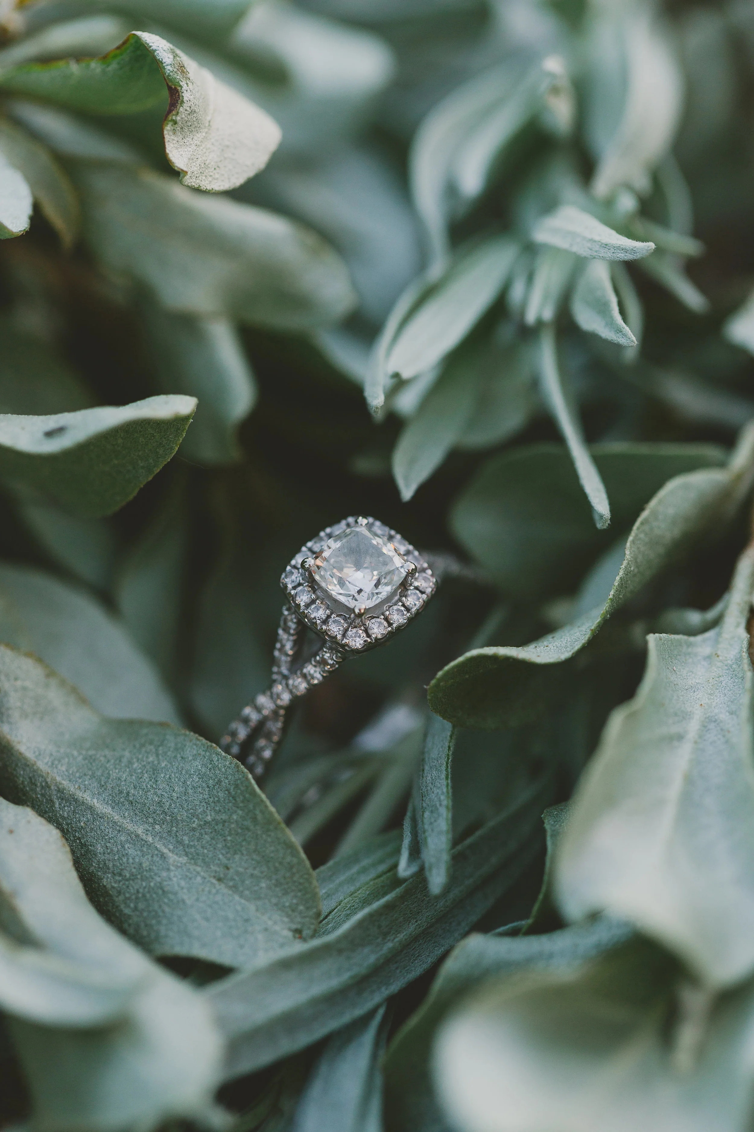 EngagementCarliNeil (6 of 166).jpg