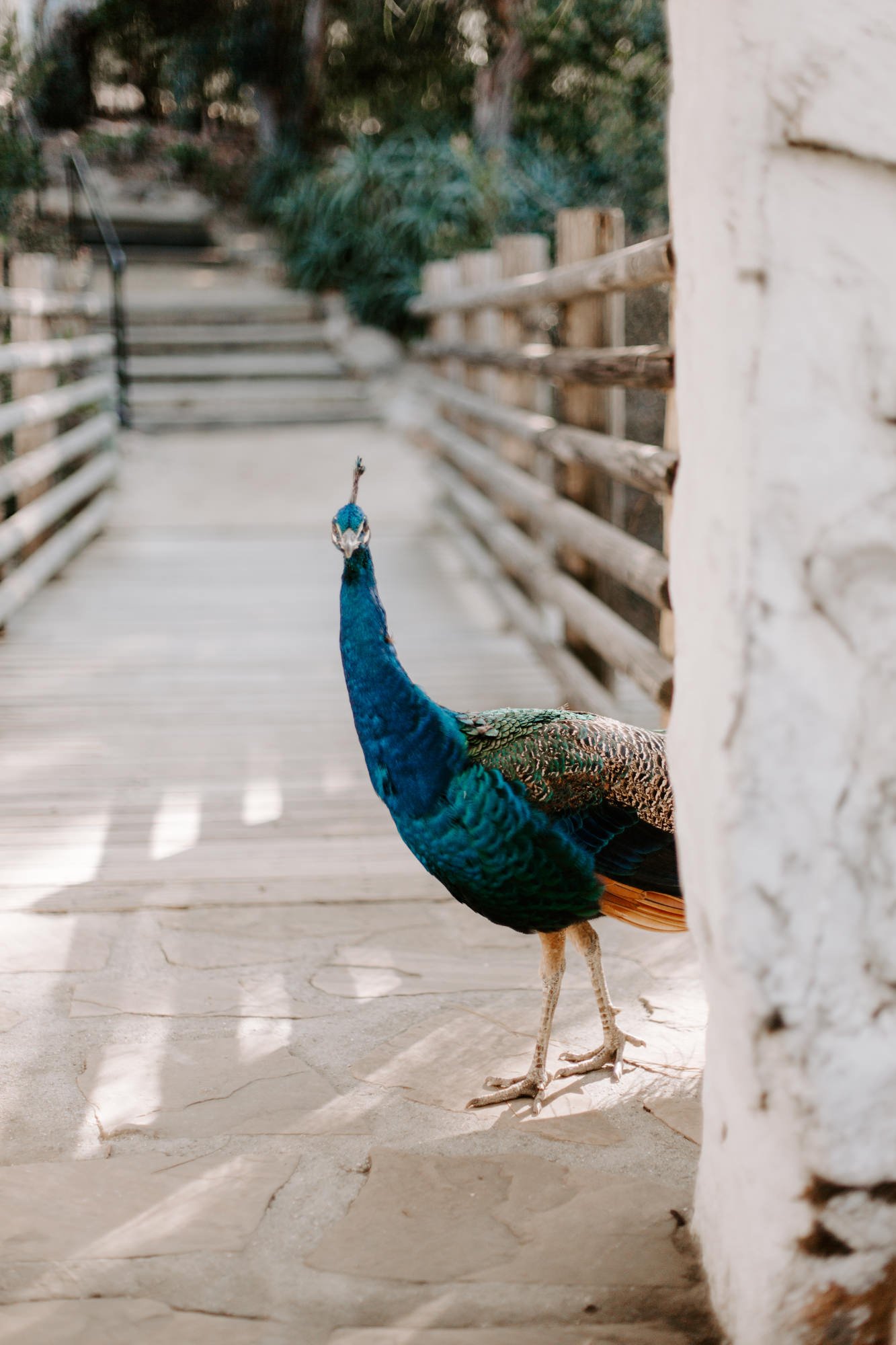 San Diego Wedding Photographer, San Diego Wedding Venue, san diego Wedding ideas, Leo Carrillo Ranch, Leo Carrillo Ranch wedding, Carlsbad wedding, Leo Carrillo Ranch wedding, wedding Ideas