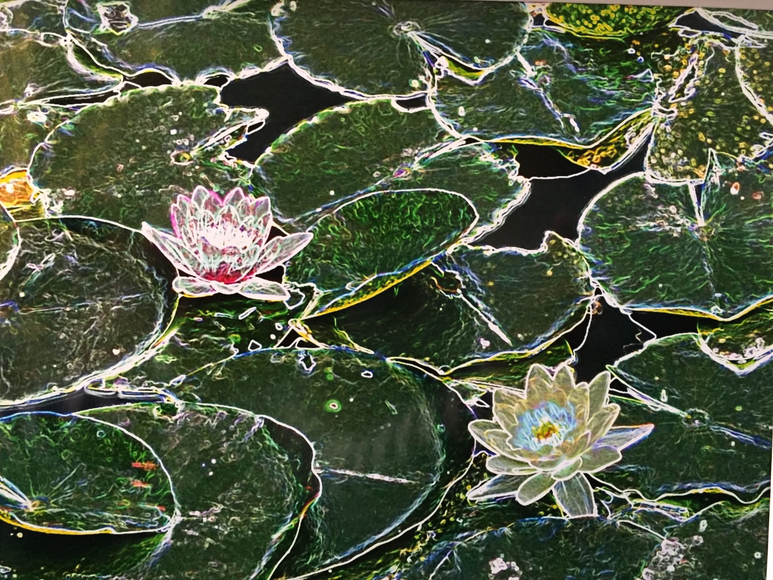 Photo-edited/photo-artistic winner: Ralph Hamor, “Water Lilies”