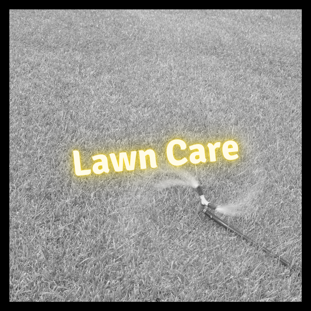 Caring for your new sod