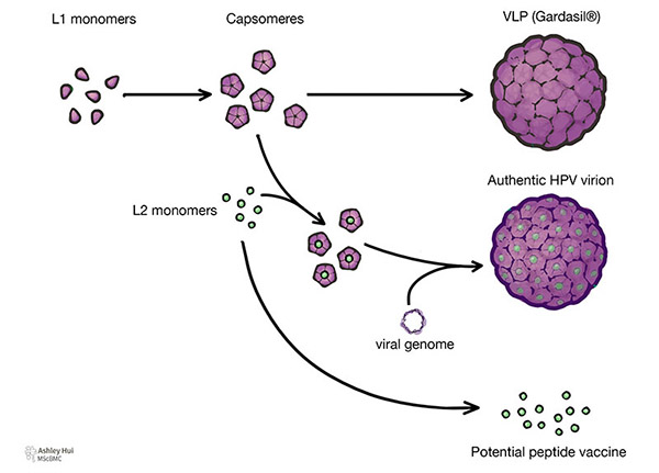 Figure caption: "Composition of VLP, authentic HPV virion, and potential peptide vaccine: Five L1 monomers form a capsomere. These capsomeres can spontaneously form a VLP. When L2 monomer is embedded in the capsomeres surrounding a viral genome, authentic HPV virion is formed. L2 monomer may be enough to function as a potential peptide vaccine."