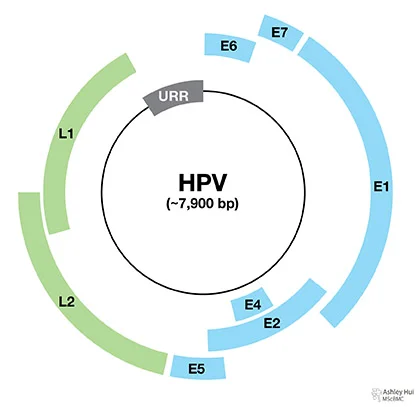 Figure caption: "HPV genome organization: HPV genome is a double-stranded circular genome of around 7900 bp. It is divided into early, late and upper regulatory regions."