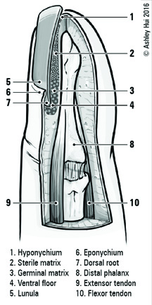 Chapter: PLASTIC SURGERY Figure caption: Nail anatomy
