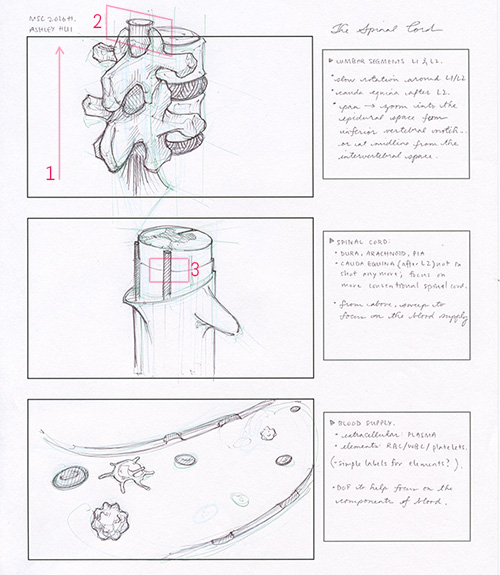 Storyboard: quick hand-drawn storyboard for the 3D animation showing three levels of magnification and an exploration into camera movement. First, the viewer is oriented and introduced to the lumbar spine; then, the camera 'zooms' into the spinal cord; and then again into the blood vessel. The last frame captures the components of blood.