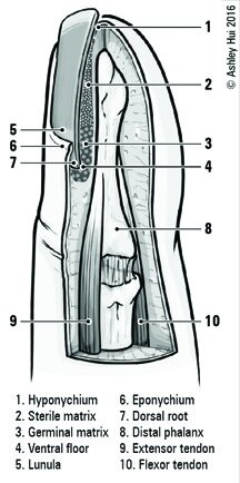 HUI_NailAnatomy.jpg