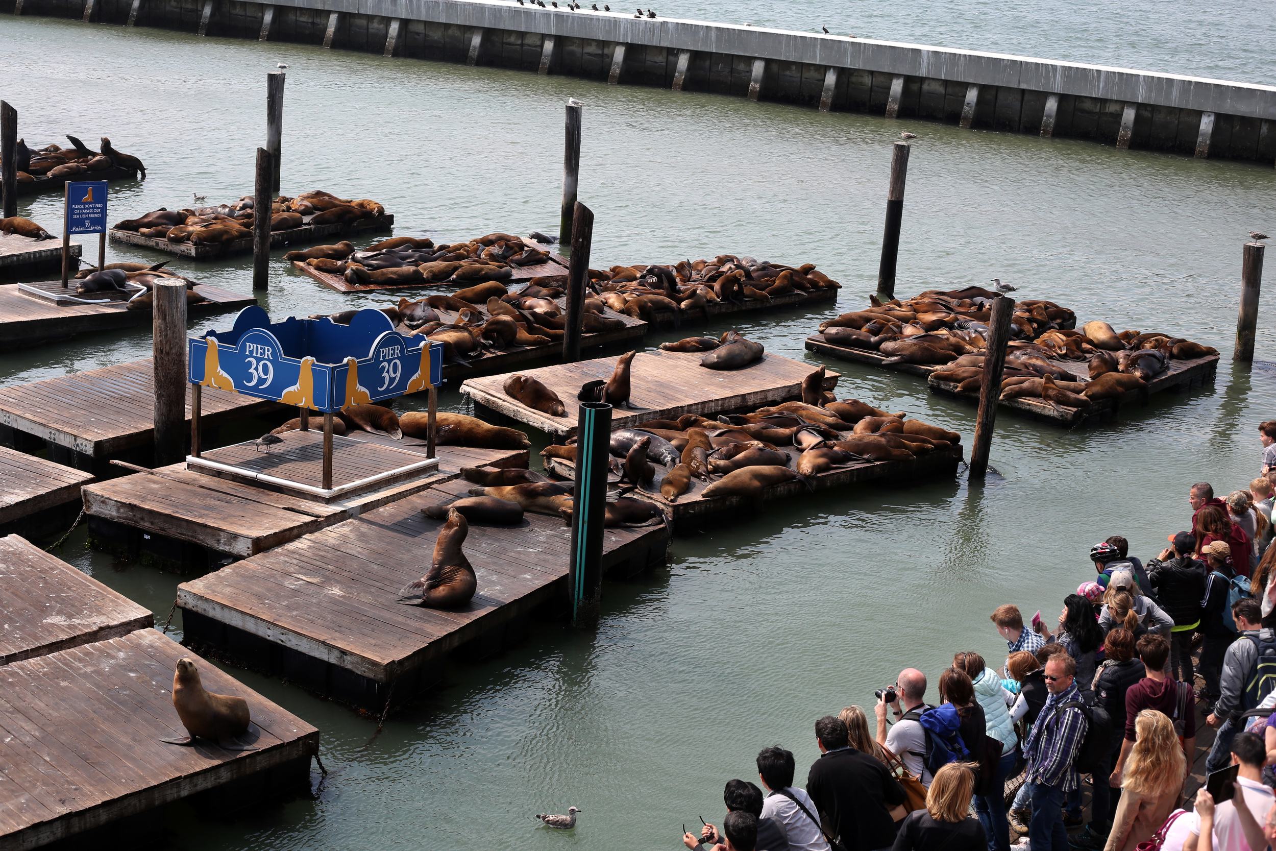 sealions08_knh_001.JPG