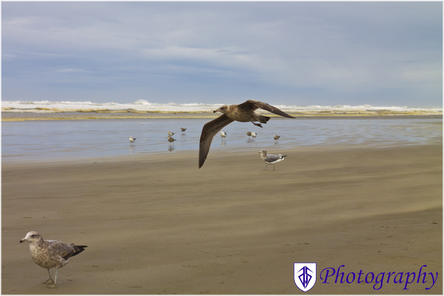 Gulls