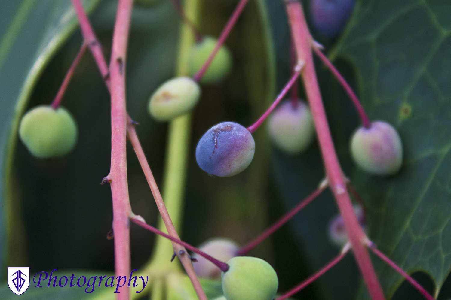 Berries