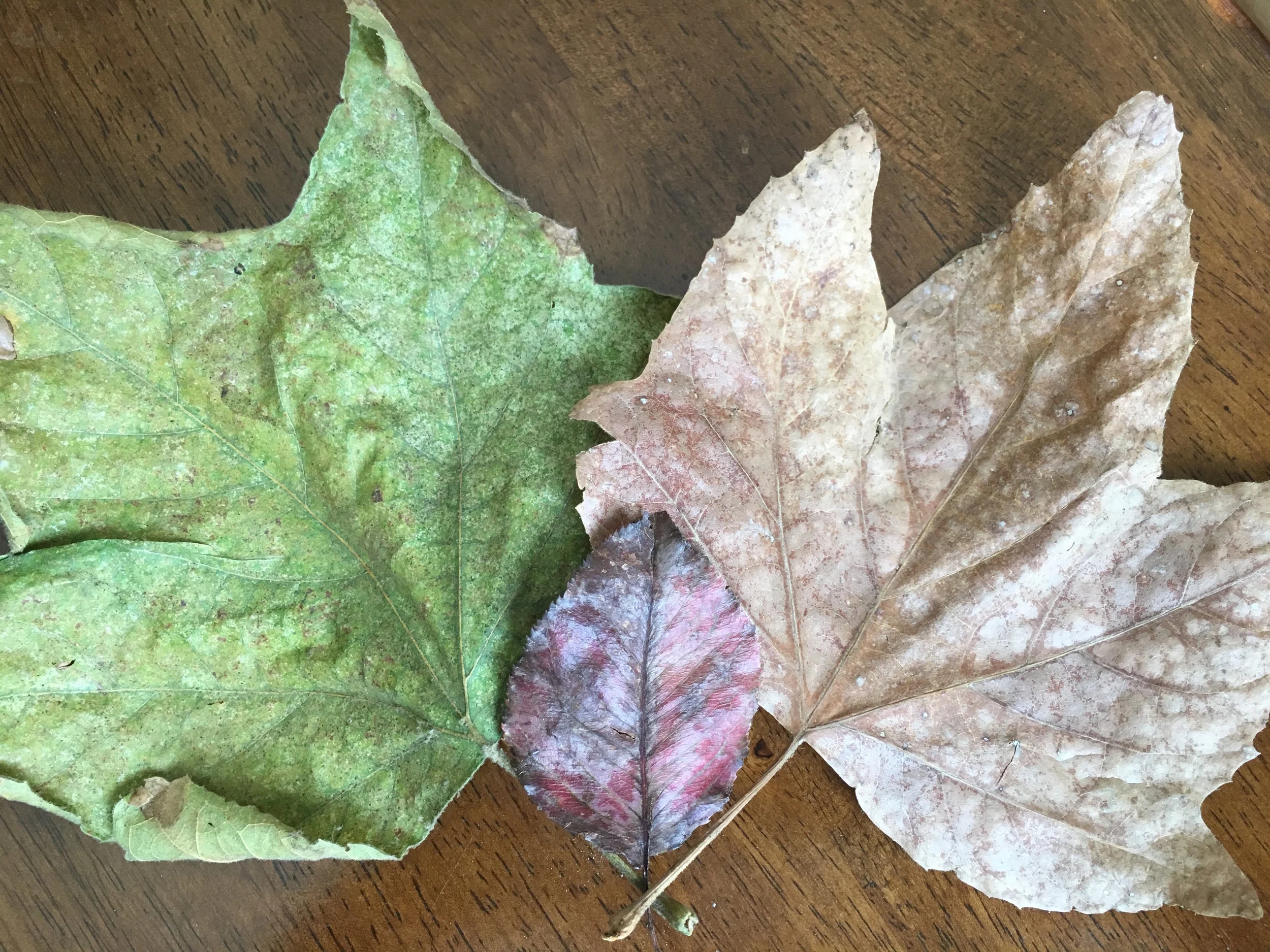 Brooke's Musings on Autumn (hint: she LOVES it) + Easy At-Home Remedies to Battle Fall Dryness