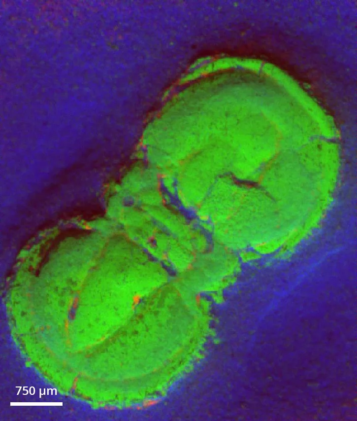 Trilobite