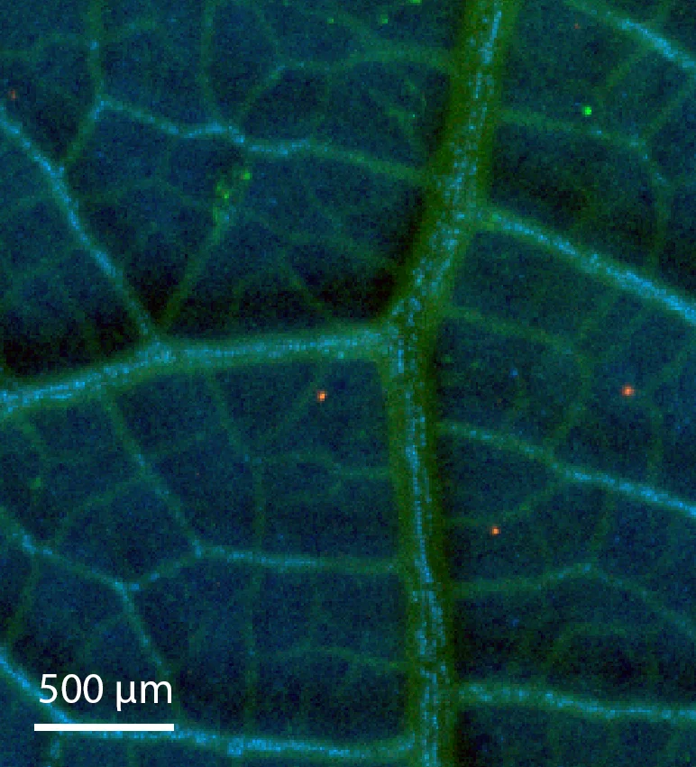 Hyperaccumulating Leaf