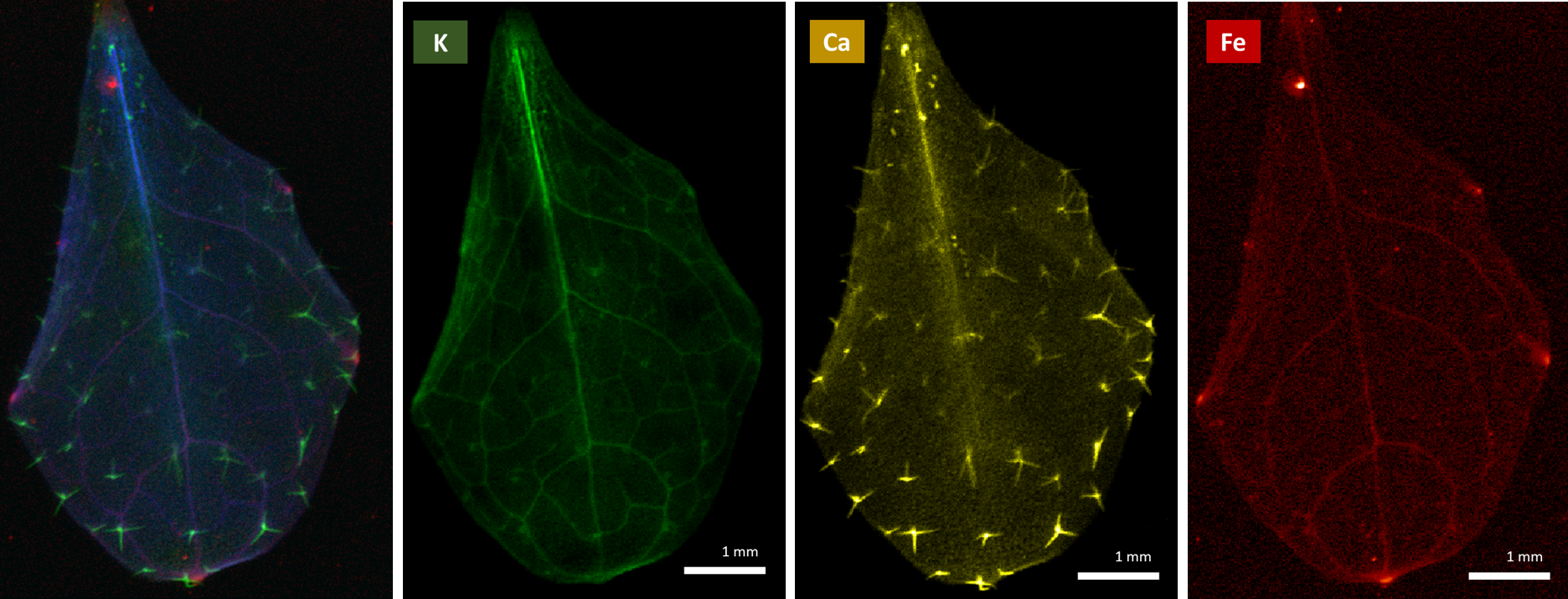 Mutant Arabidopsis