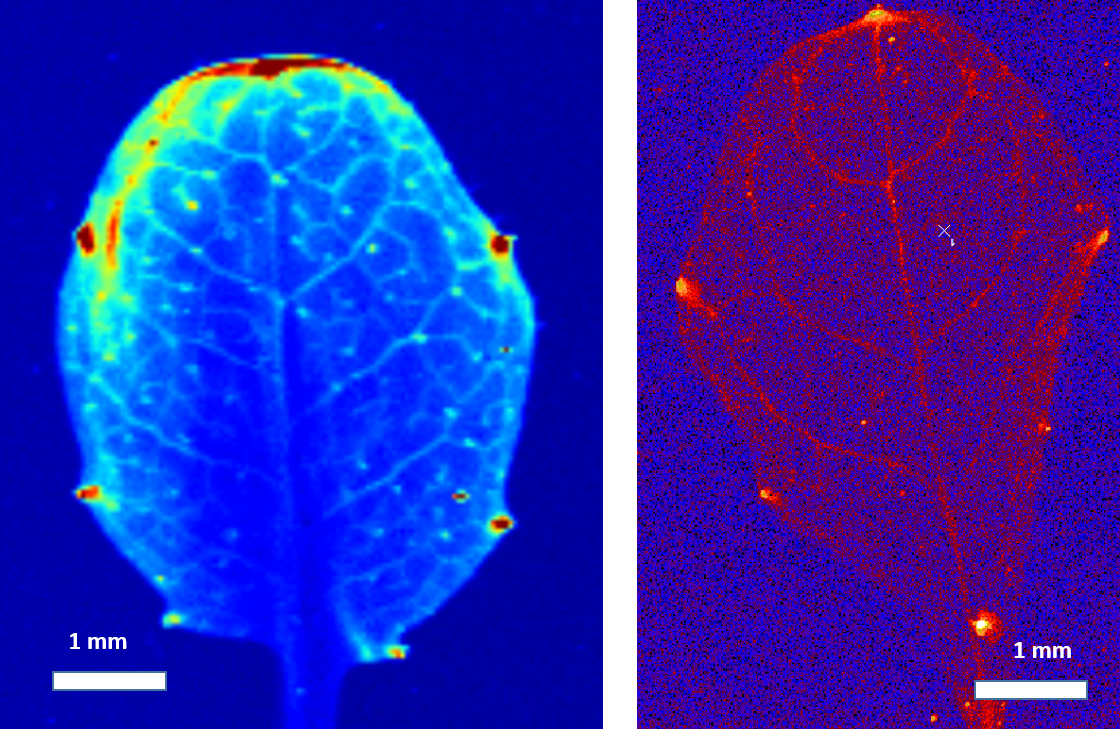 Fe Uptake of Mutant Arabidopsis