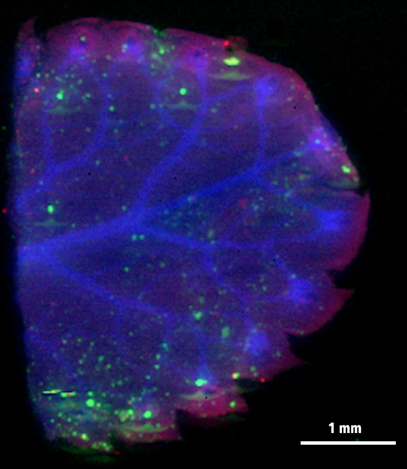 Saxifrage Leaf