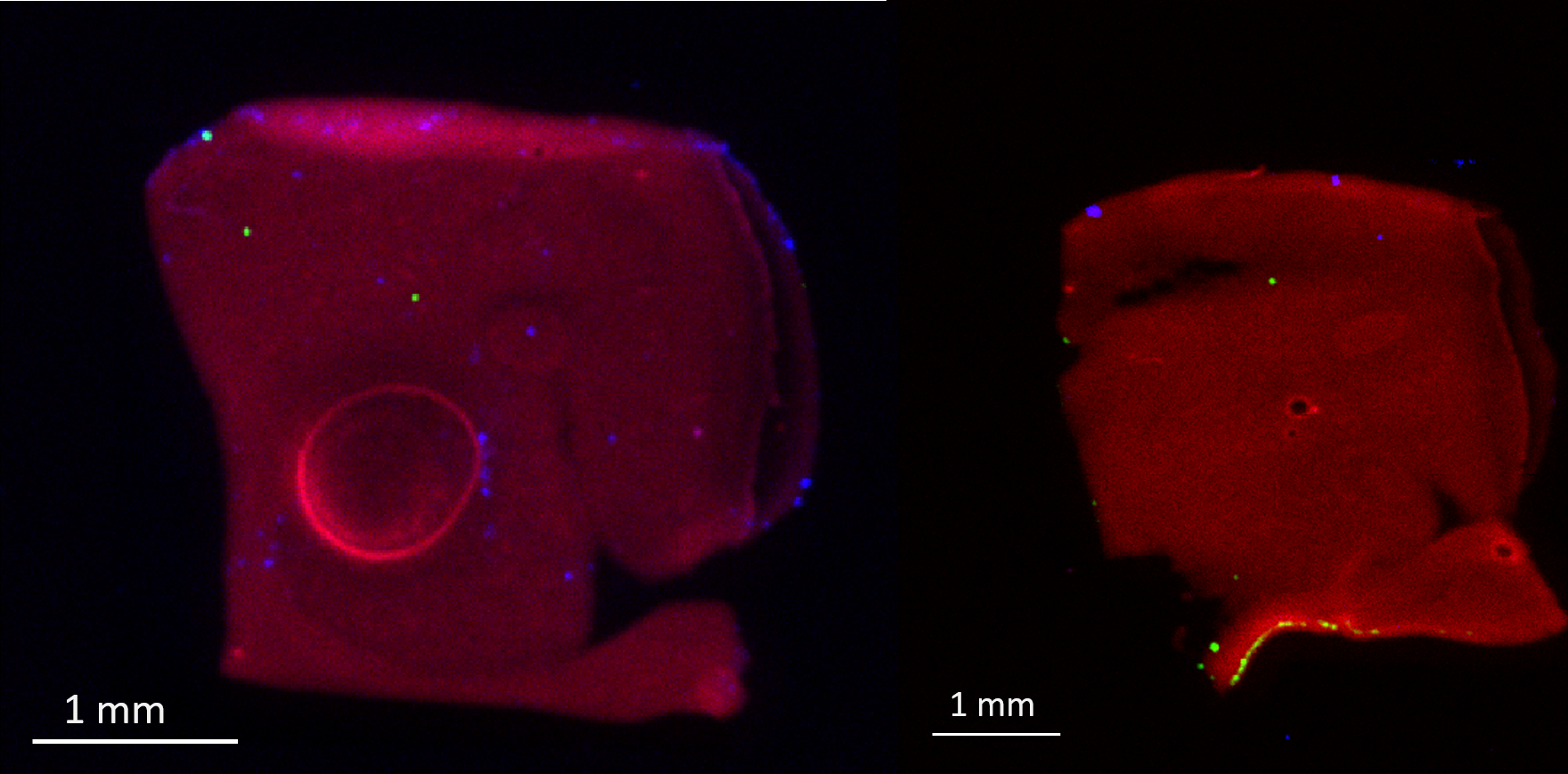 Mouse Brain Samples
