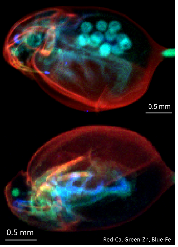 Daphnia Water Flea