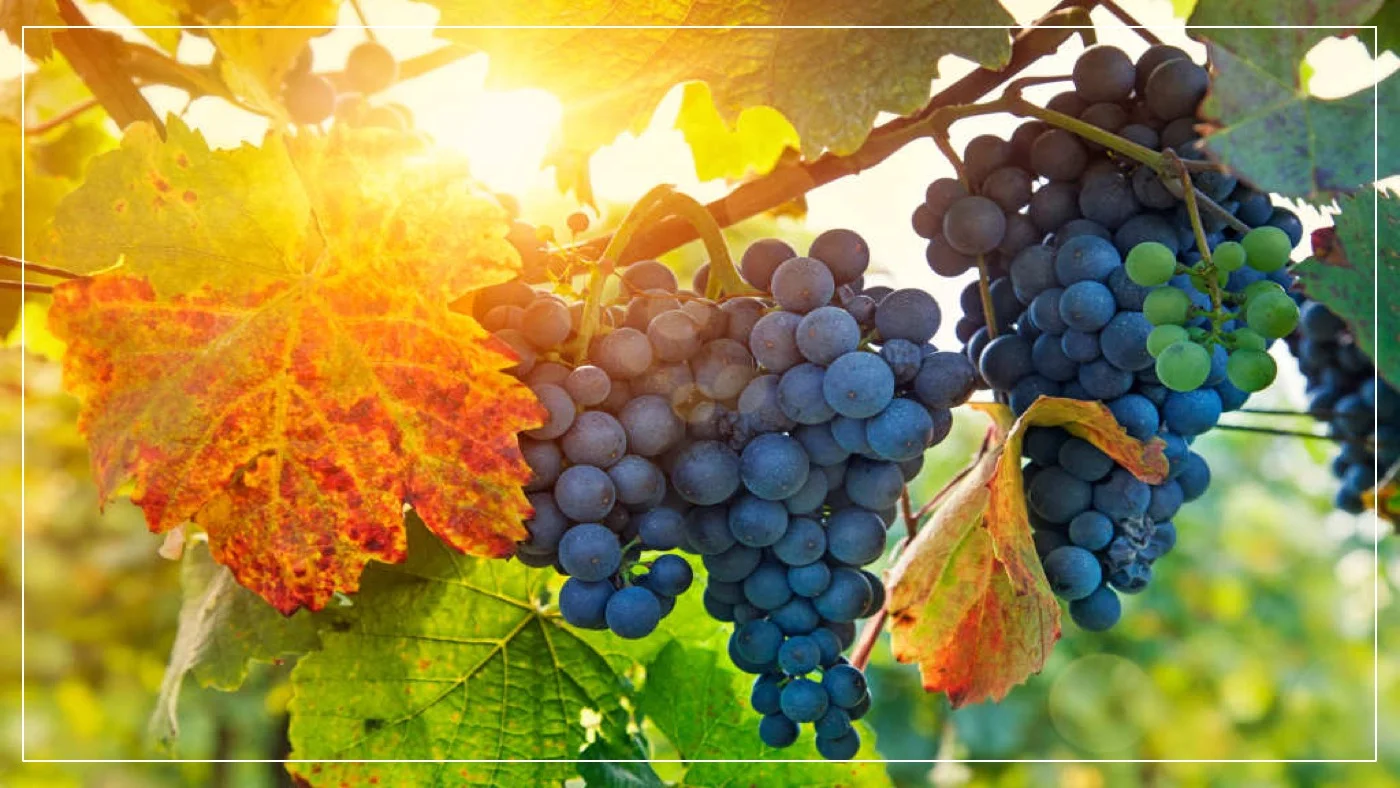Sermon-Leaves or Fruit?.jpg
