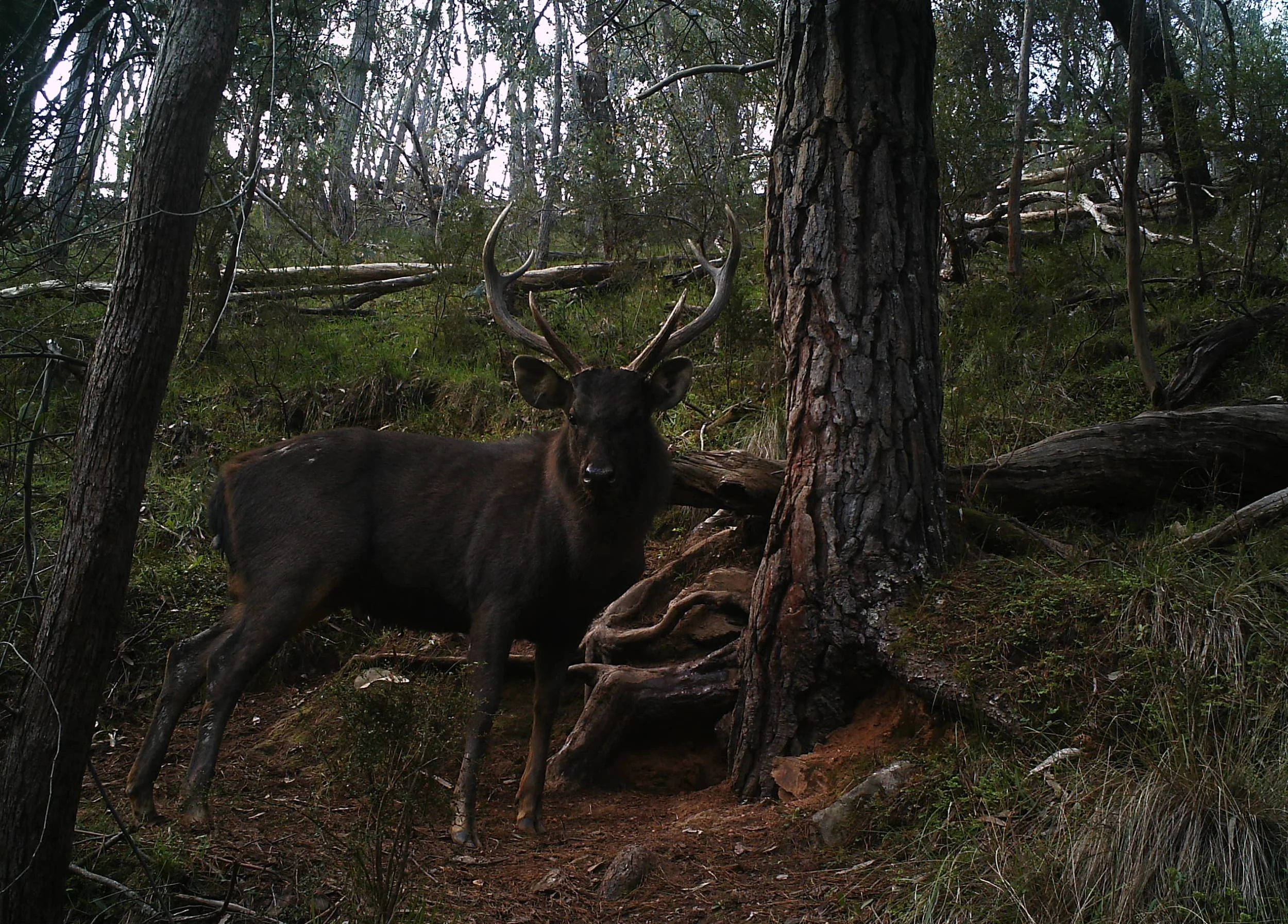 facing stag 3 20.9.15.jpg