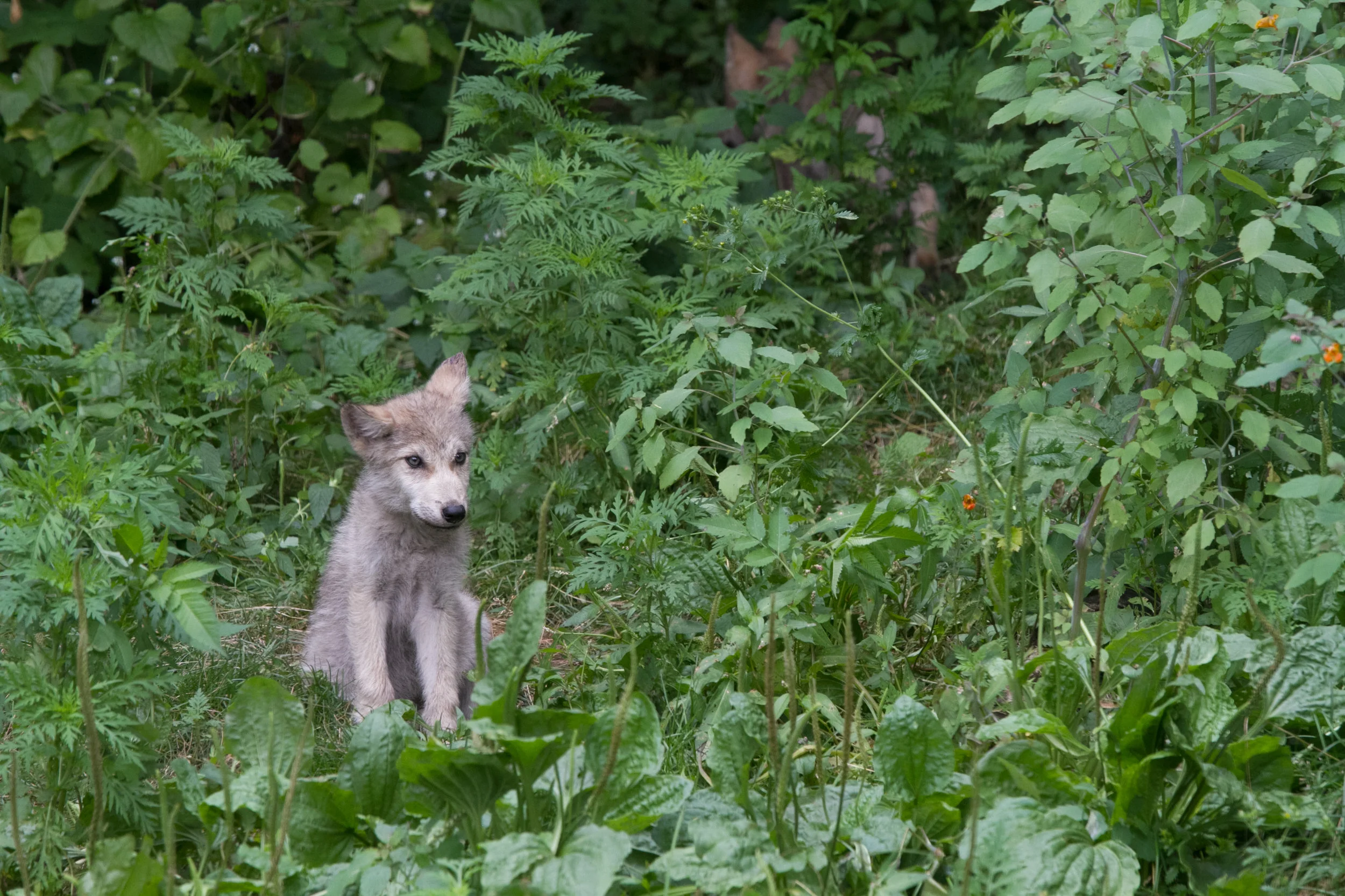 Wolf sanctuary in Haliburton Forest