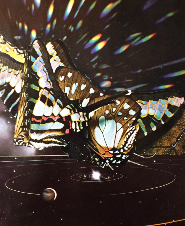 Chrysalis then butterfly. Exploding into form. Then back to the beginning. By Janna Dorothy