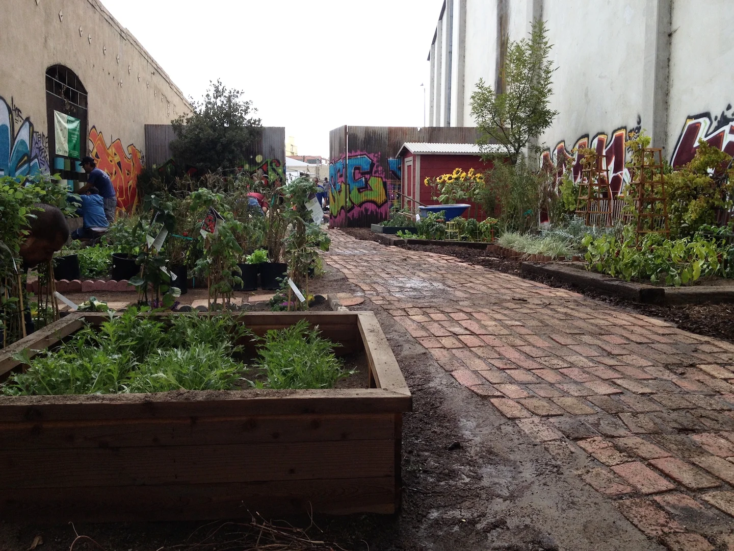 urban garden after.JPG