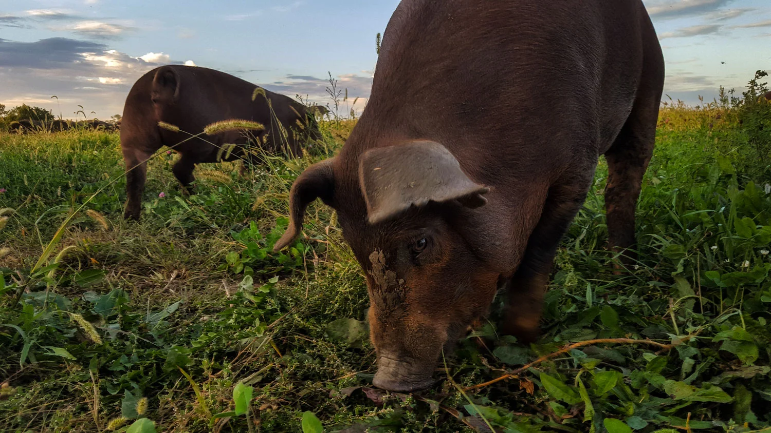 Pig-Up-Close.jpg