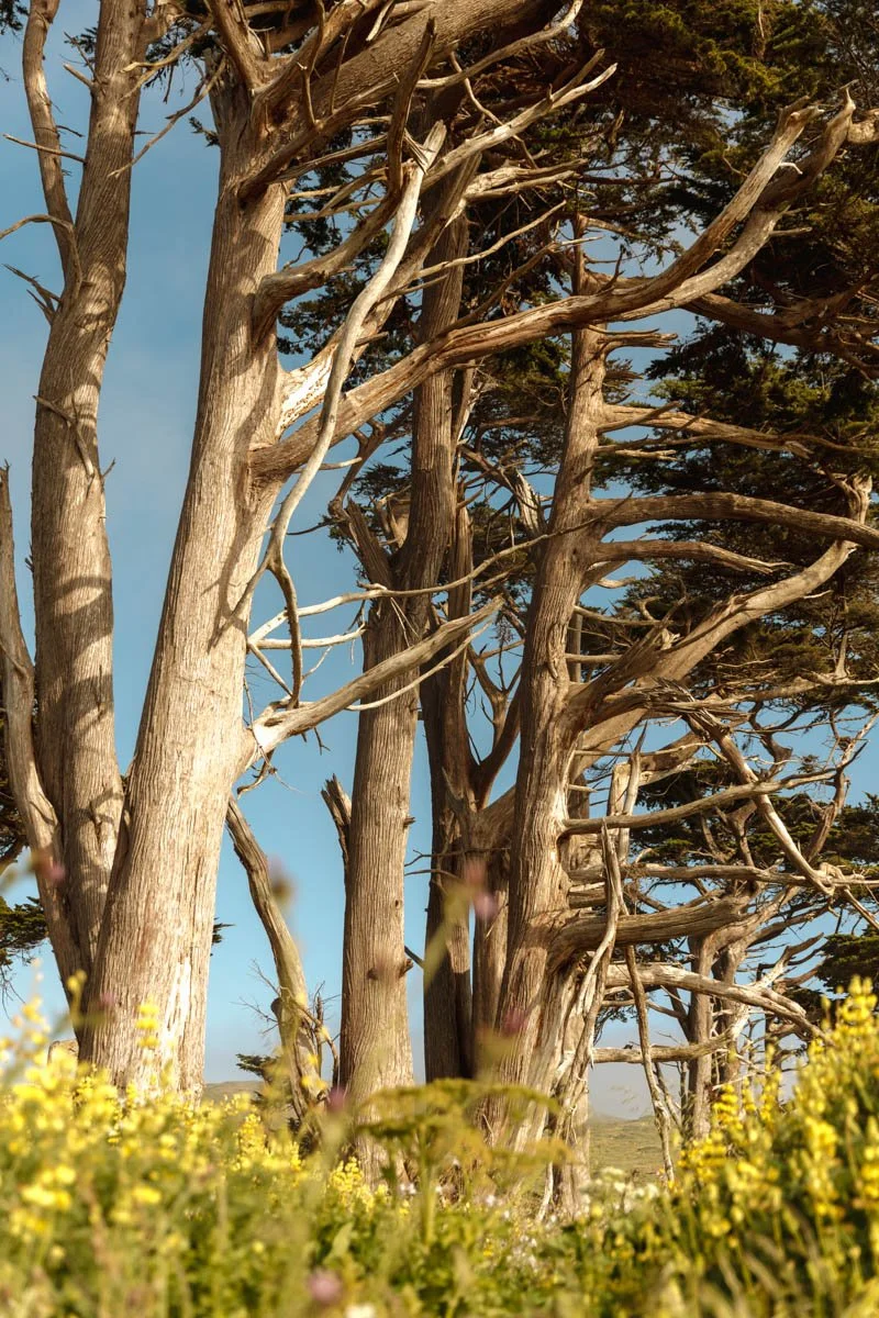 PointReyes-1-2.jpg