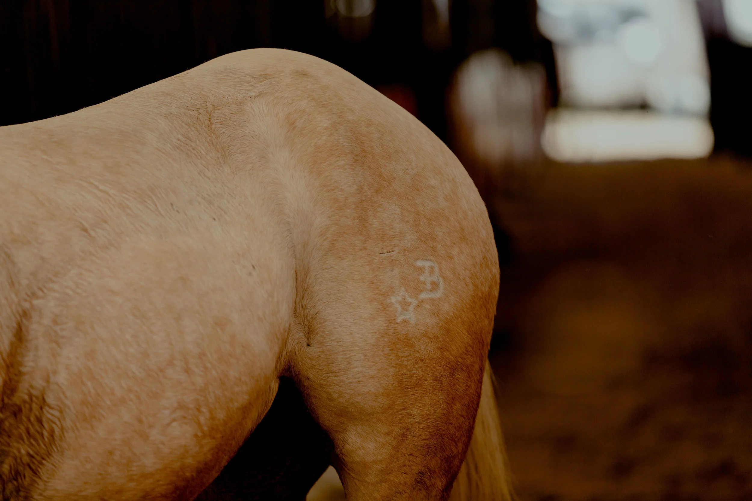 RODEOESSAY-40.jpg