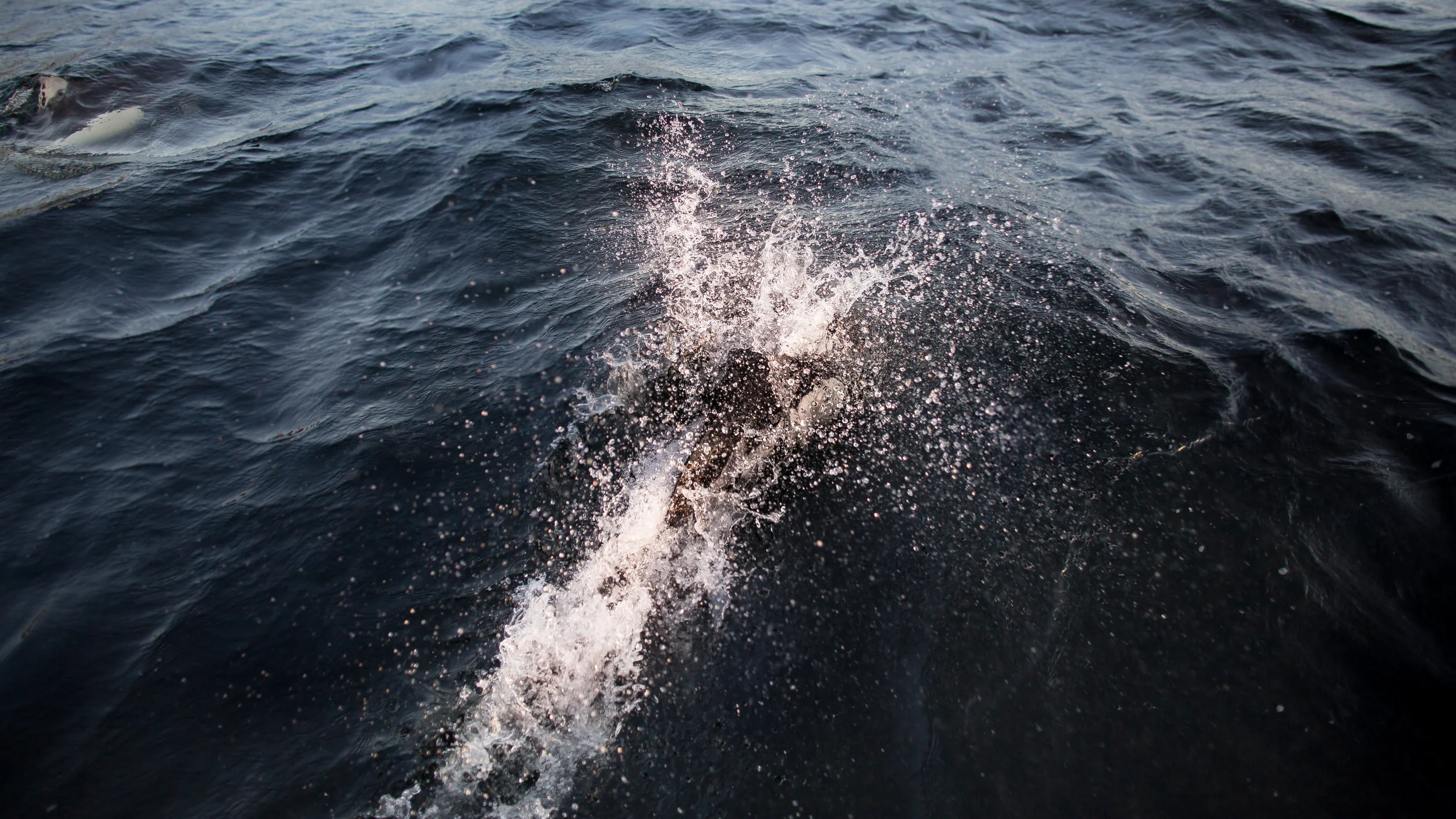porpoise (1 of 3)-2.jpg