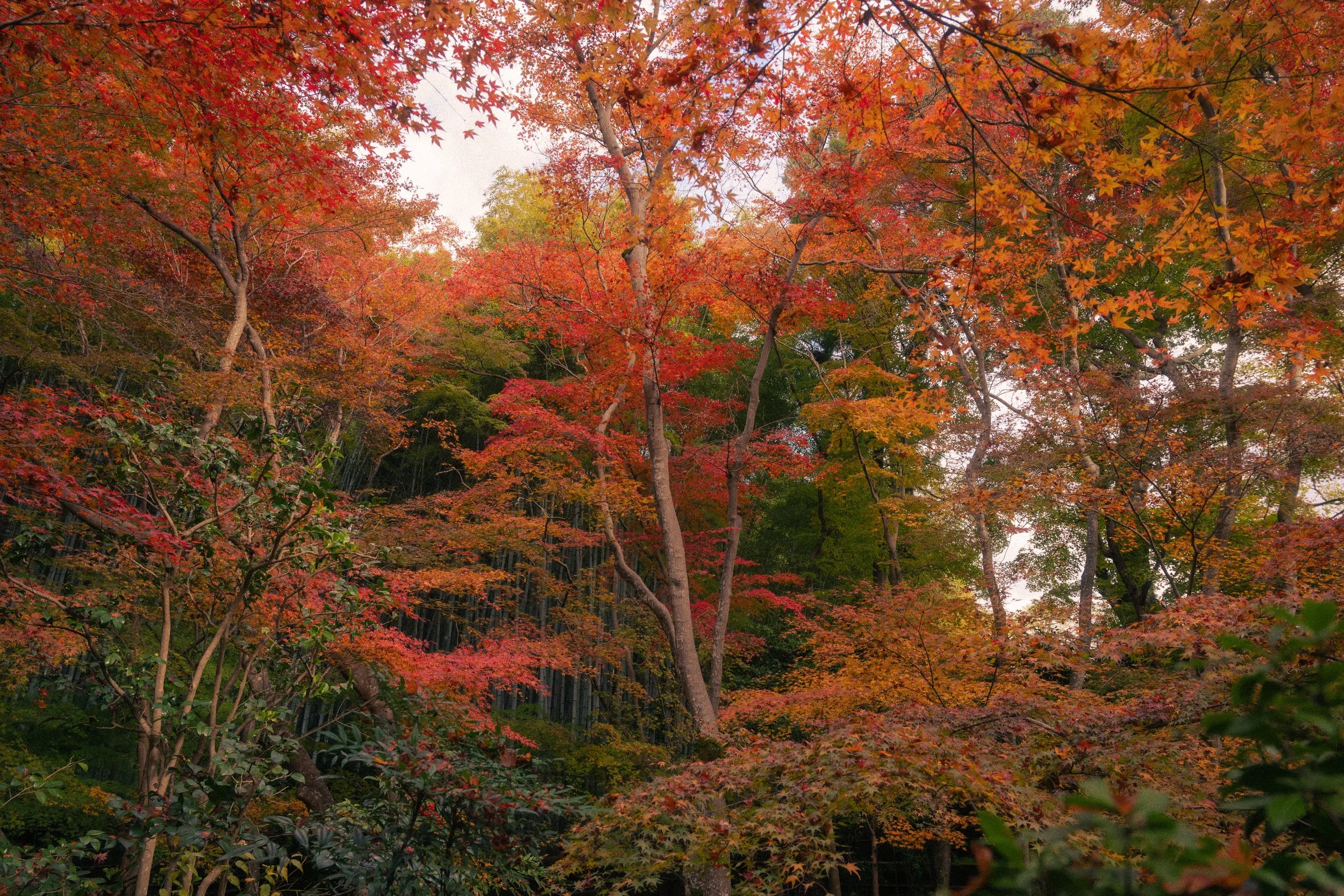 Kyoto, Japan. 2025