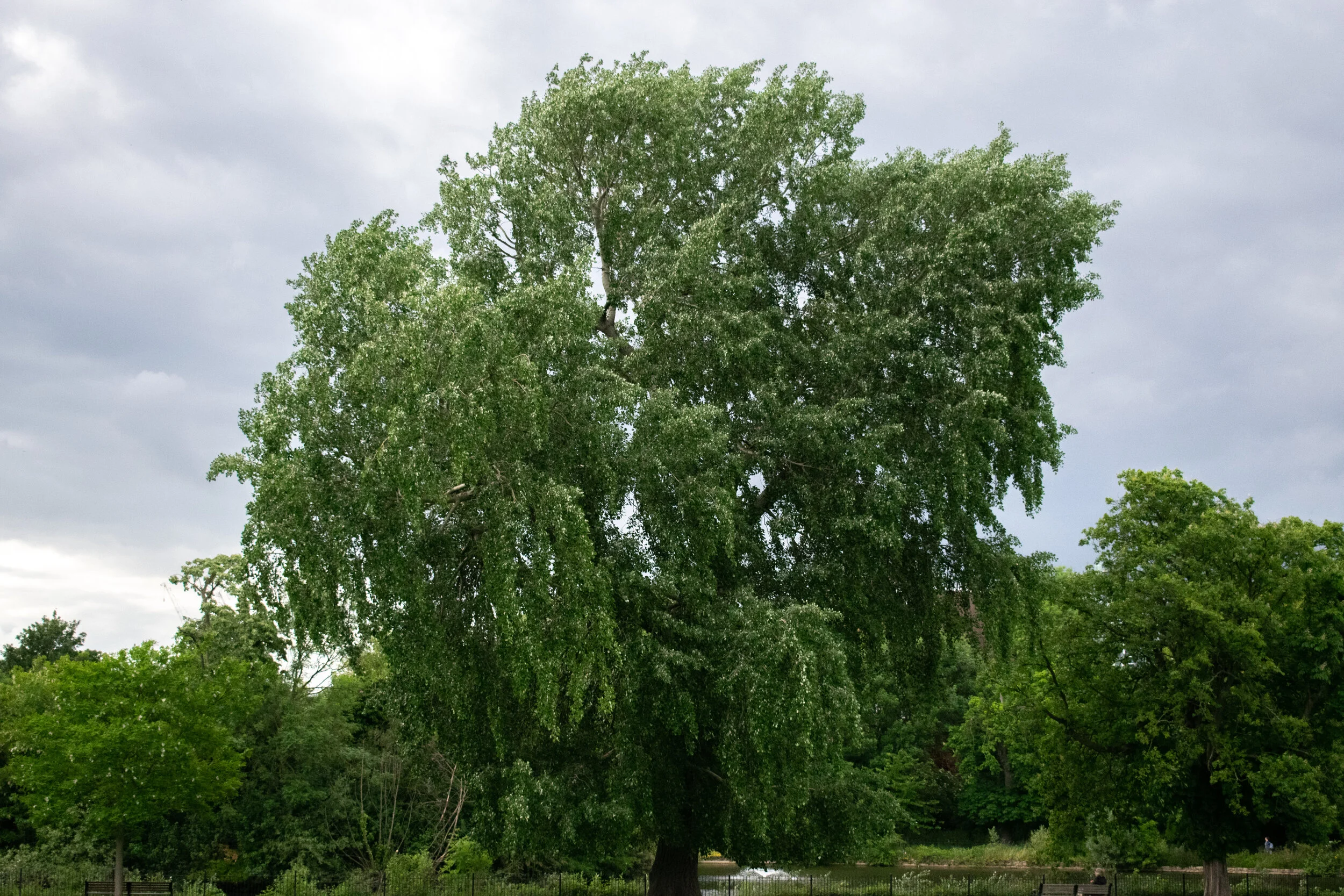 DSC_0089.jpg