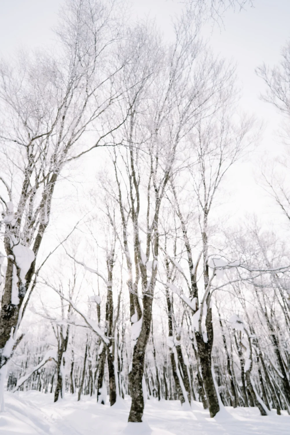 Tohoku-20180119-194727.jpg