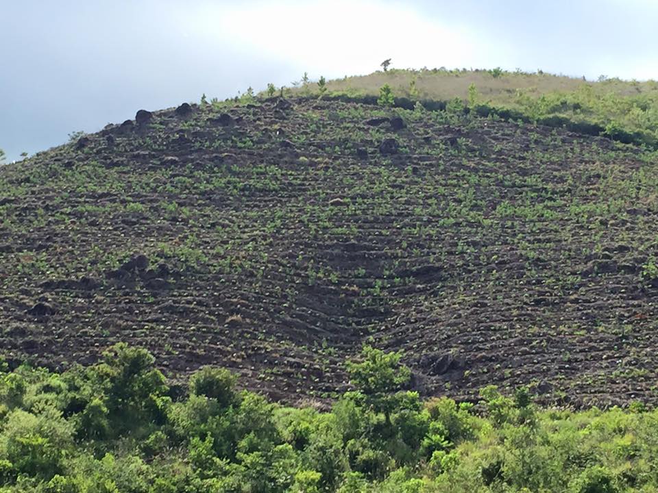 Siembra volcan.jpg