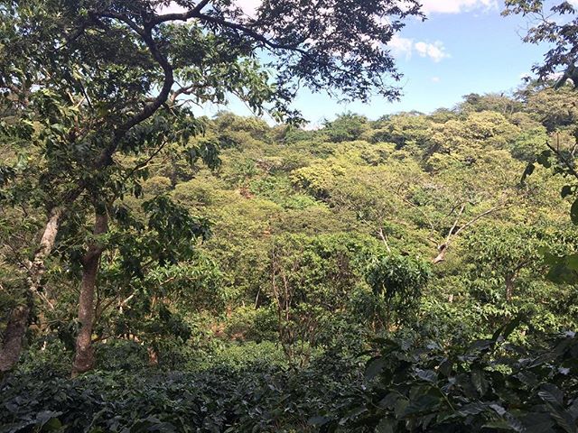 So&ntilde;ar despierto💚Daydreaming #perhapsyouneedalittleguatemala #guate #sanluiselvolcancito #farmviews