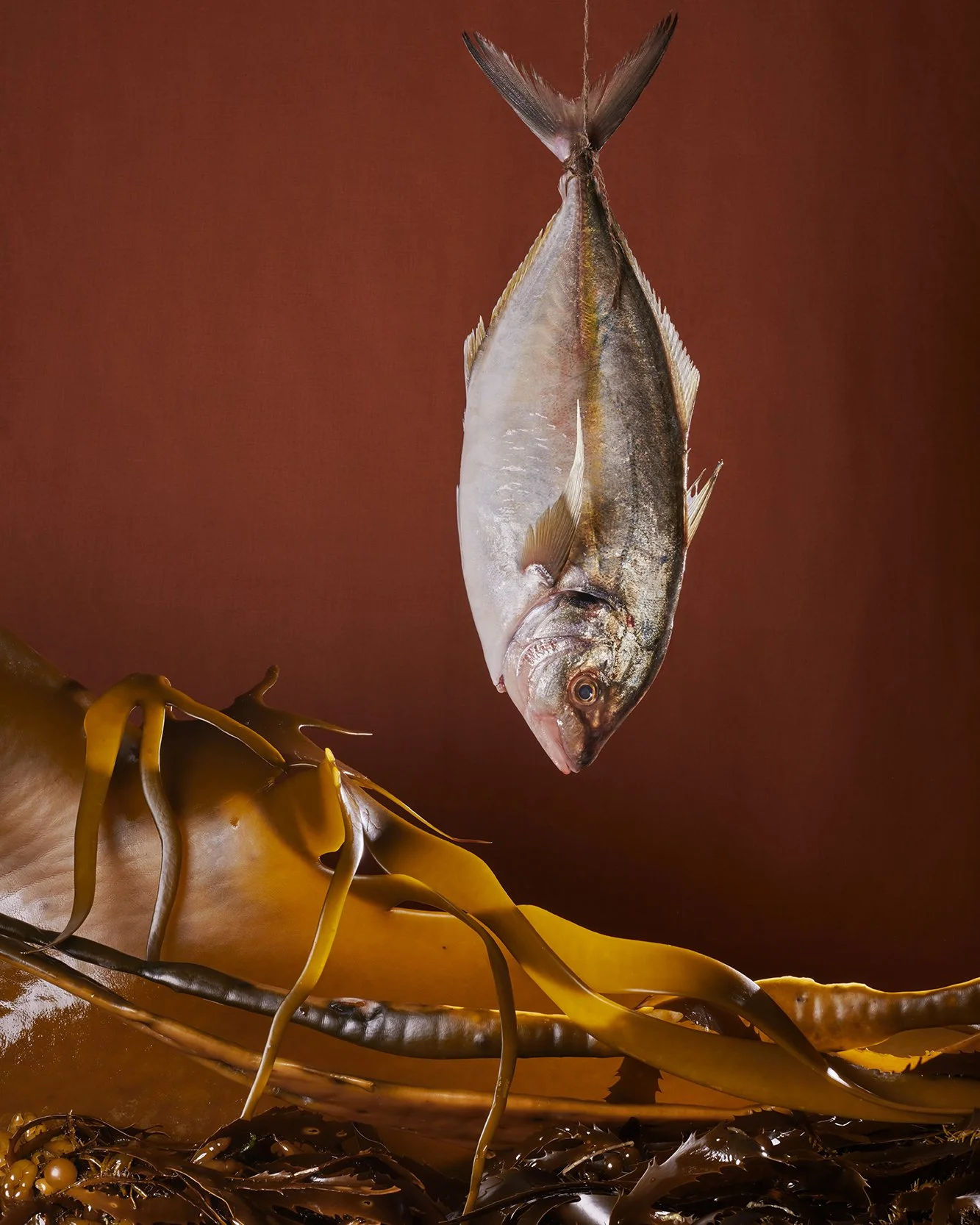 AJBAIN_StillLifeFolio25.jpg