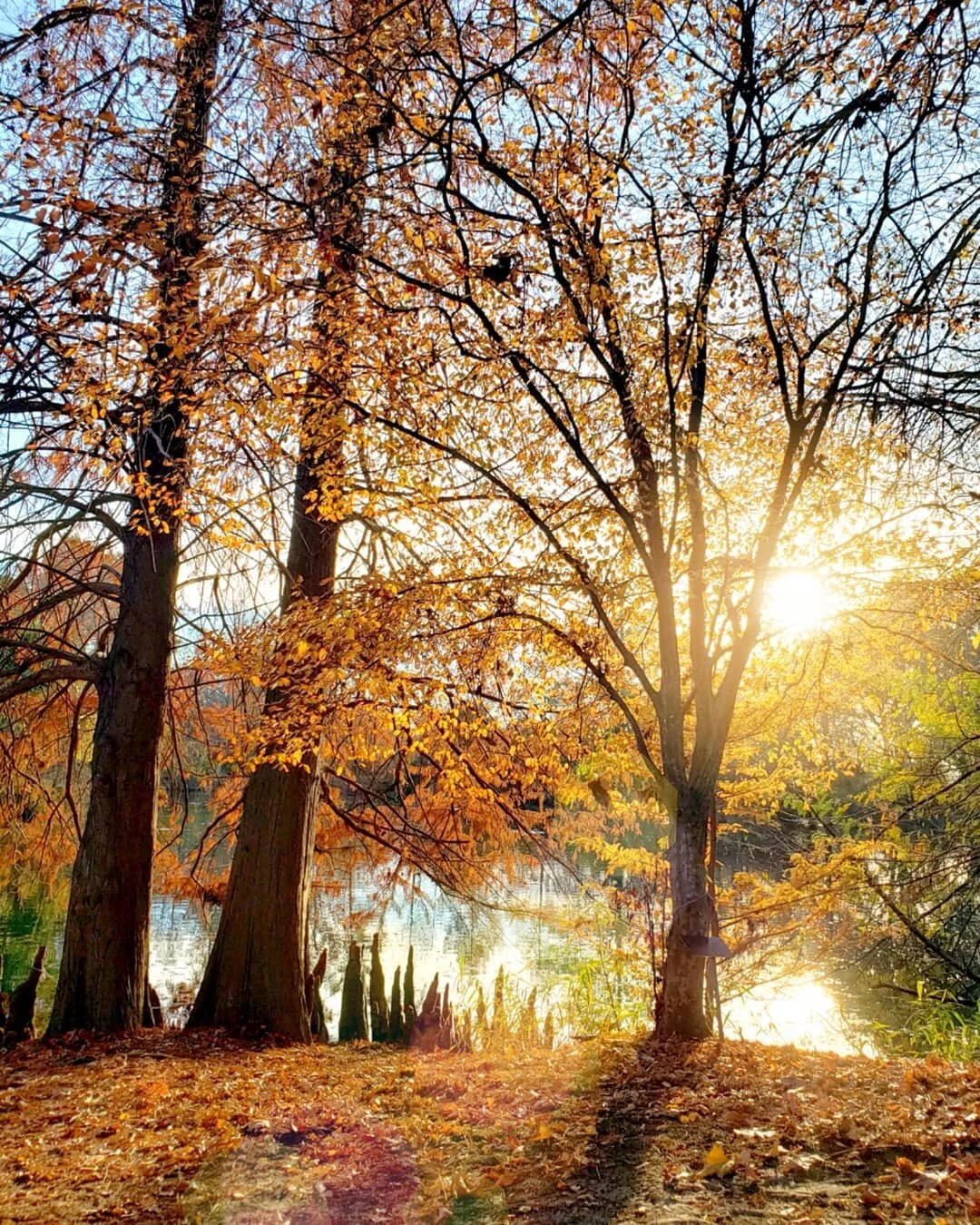 feuillemort (adj.) \ the color of dying leaves