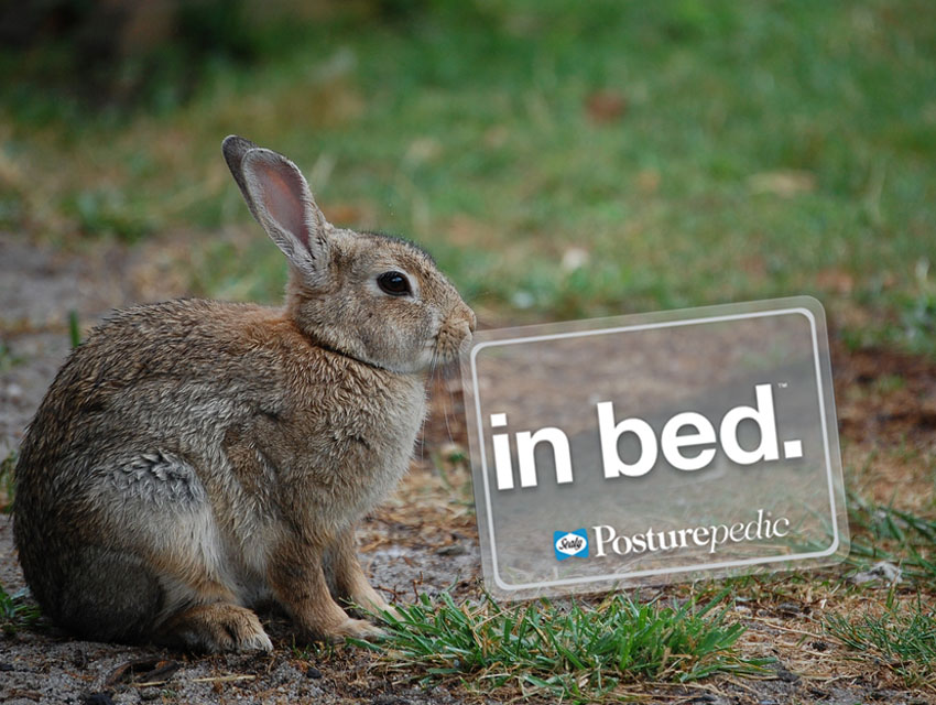 H_Rabbit.jpg