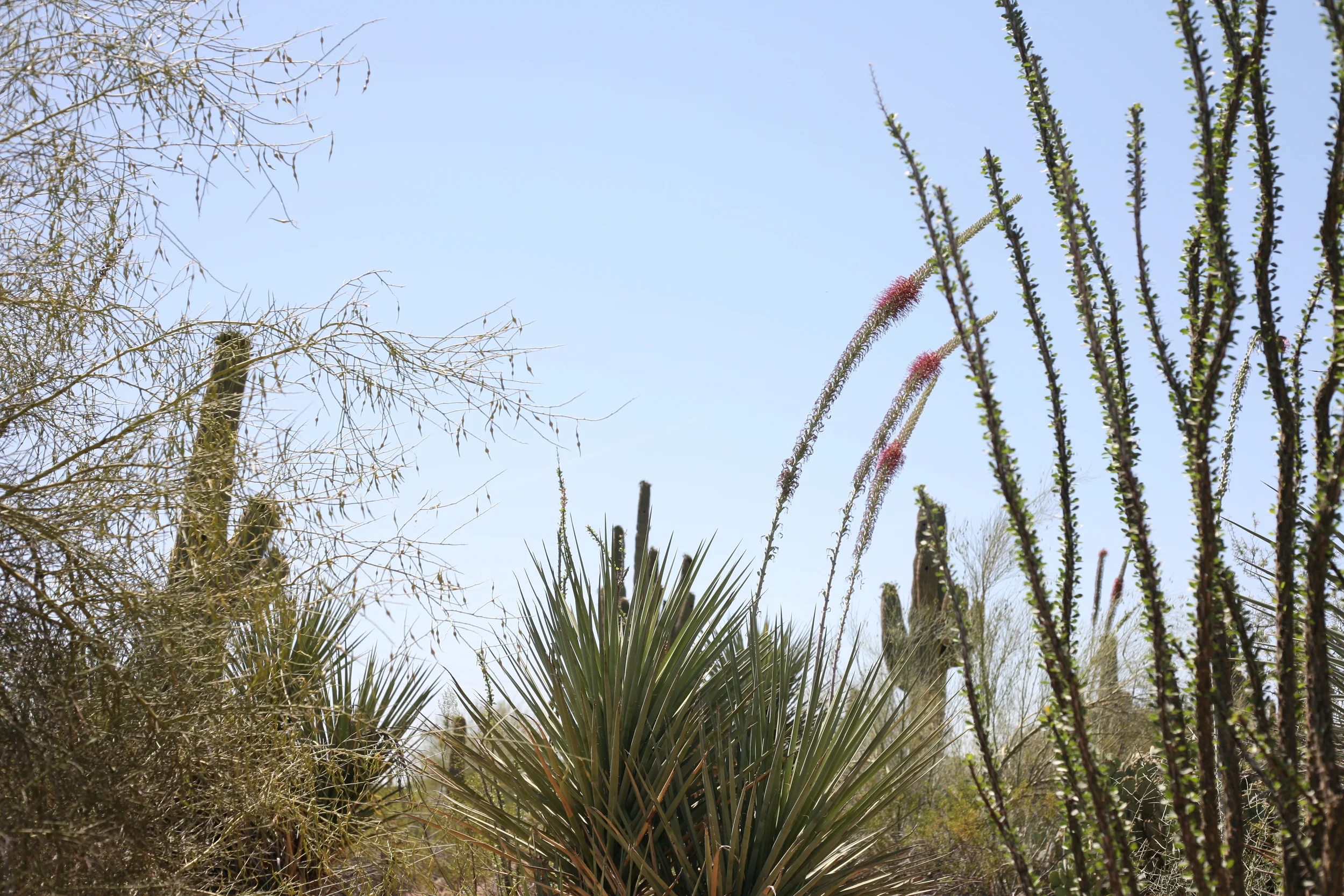 Phoenix, AZ