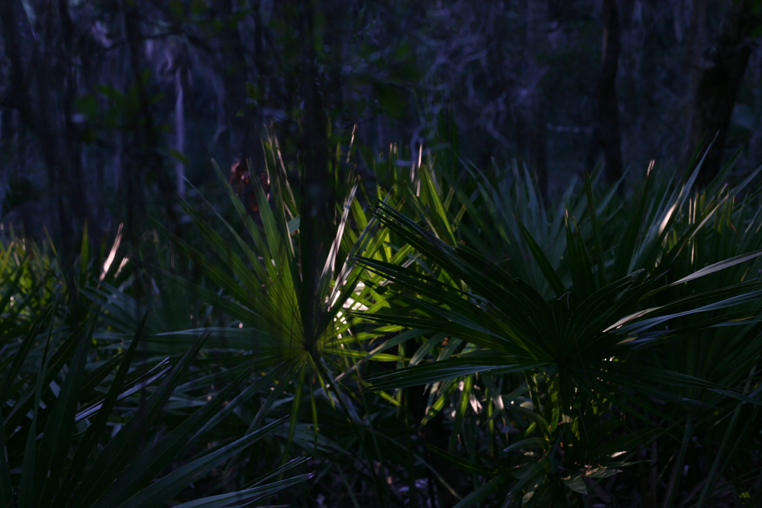 Island Landscape Part 2, SC